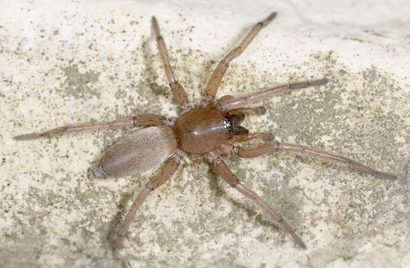 Datei:Drassodes-cupreus Ettersberg 08-03 01.jpg