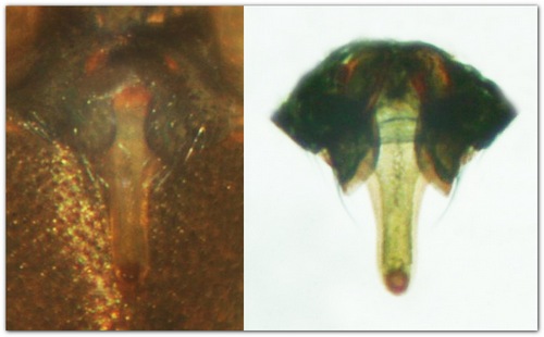 Datei:Kaestneria pullata w 2,2mm epigyn-vulva Sept2010 norway MFarlund.jpg