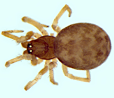 Lathys nielseni w do 2,02mm Paleficat-Toulouse Frankreich 3Jun14 POger.jpg