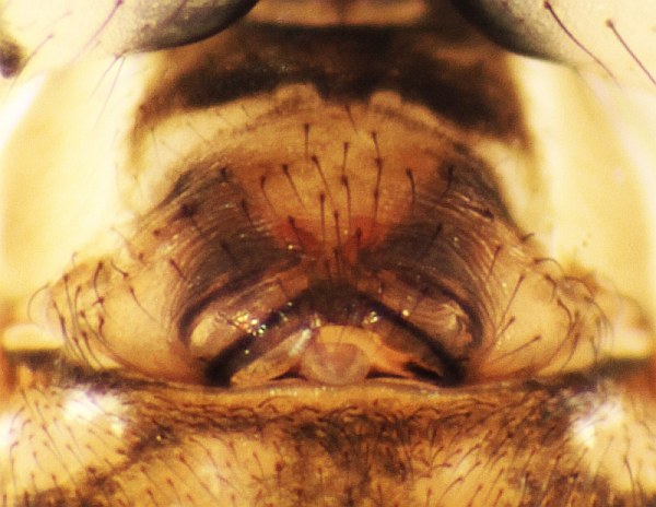 Datei:Linyphia maura w 4mm Epigyne Var department France FBroekhuis.jpg