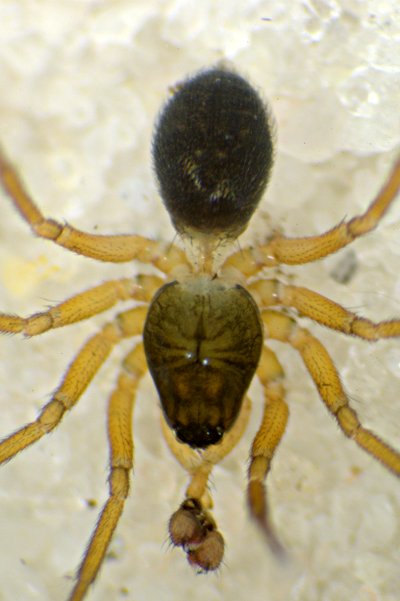 Oedothorax gibbosus (dorsal)-472-6.jpg
