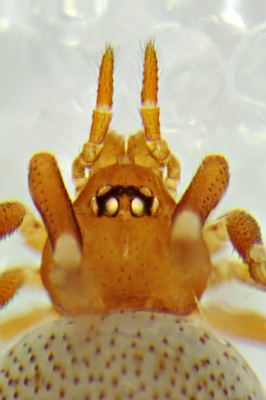 Datei:Pholcomma gibbum 2014-03-09 augen dorsal.jpg