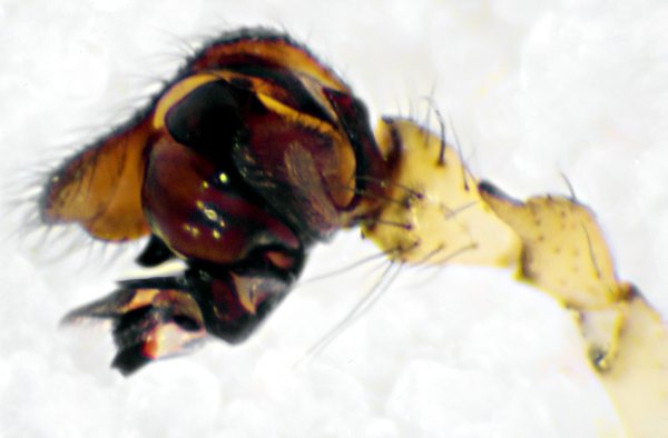Datei:Pityohyphantes phrygianus pedi left-13.05.11-458-8 (600).jpg
