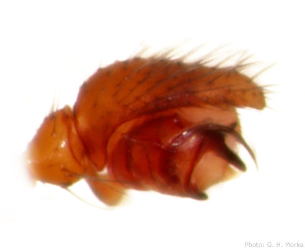 Datei:Porrhomma oblitum venstre palp innside unterFelsen Saltfjellet GHMorka.jpg