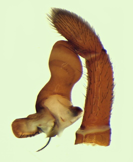 Datei:Dysdera lata m pp 8,87mm Sud delaFrance Mai2012 POger.jpg