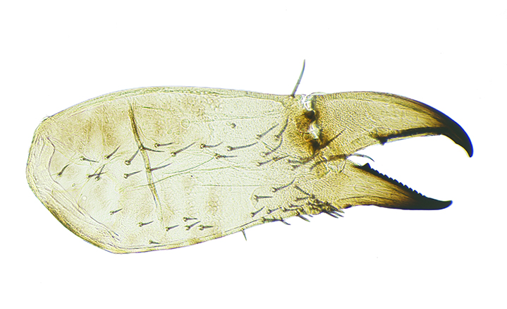 Datei:Female chelicerae 2.jpg