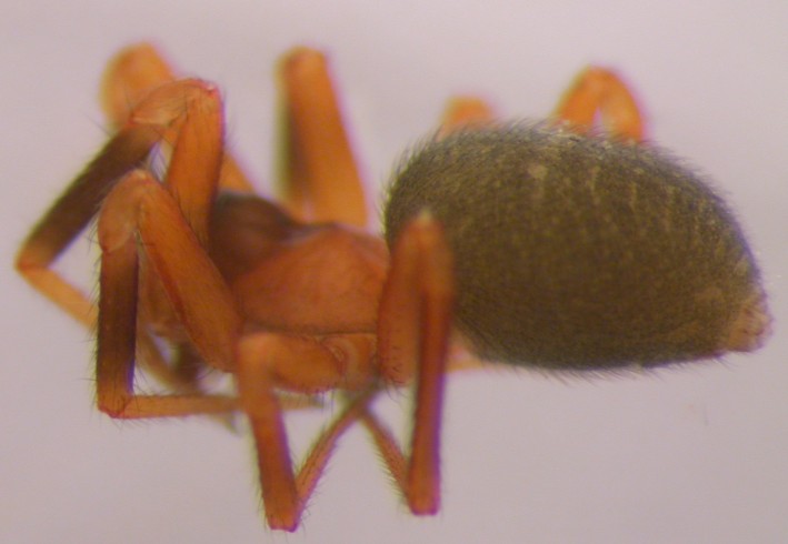 Datei:Walckenaeria atrotibialis w la Linåsmyra 15.08.2012 AFjellberg.jpg