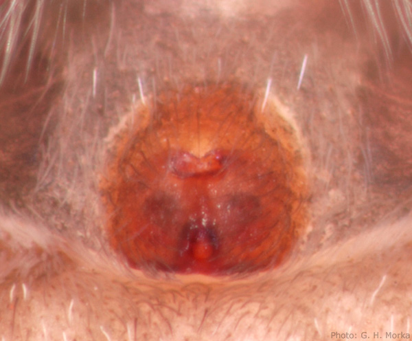 Datei:P1012443 Sitticus terebratus epigyne 600 px.jpg