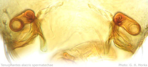 Datei:Tenuiphantes alacris vulva spermatecher GHMorka.jpg