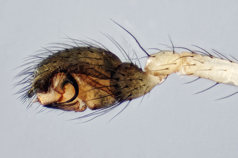 Datei:Enoplognatha thoracica 2017-05-01 Tarbeker Moor LP.jpg