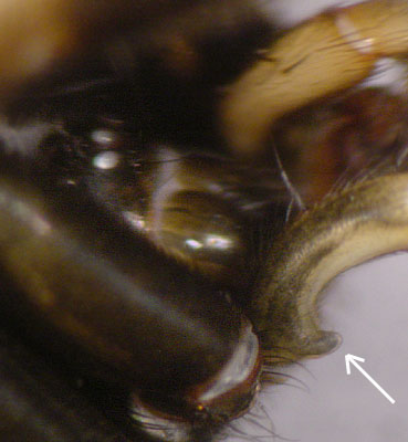 Datei:Kishidaia conspicua m Merkmal legReder AStaudt 2.jpg