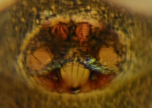 Datei:Porrhomma microphthalmum 28-06-2014 Grossenbrode Epigyne.jpg