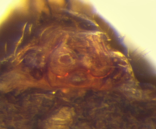 Datei:Lepthyphantes carlittensis w epi 2,25mm Montferrier FR 19Okt98 POger.jpg