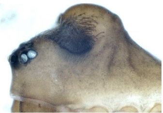 Datei:Oedothorax gibbosus m prosoma gibbosusform foto HLovbrekke.jpg