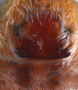 Datei:Pardosa blanda w epigyne 6-7mm Mt.Lozere 1500m WOertel.jpg