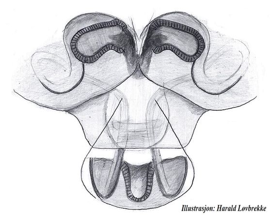 Datei:Syedra myrmicarum vulva dorsal HLovbrekke.jpg