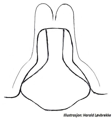 Datei:Alopecosa aculeata epigyn schematisch HLovbrekke.jpg