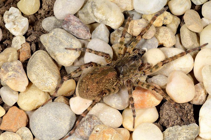 Datei:Arctosa similis2 f Oertel.jpg