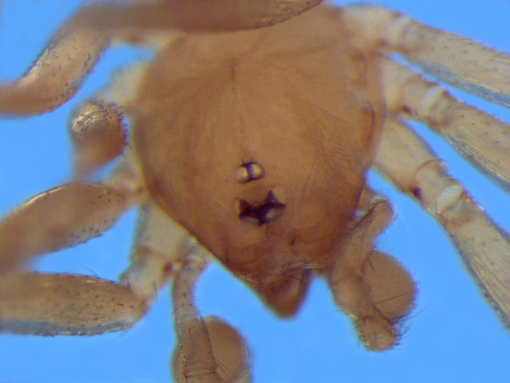 Datei:Leptoneta paroculus m prosoma GeroellHeidelbeergebiet Betpouey FR POger.jpg