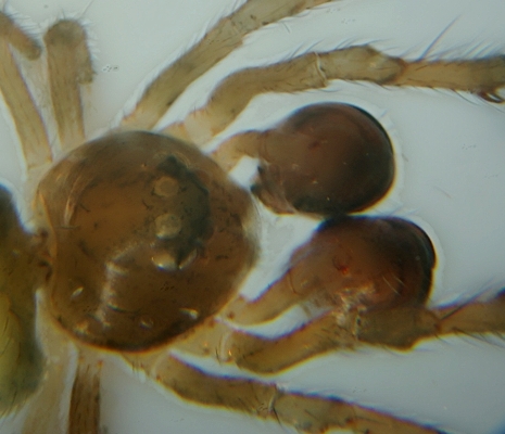 Datei:Mysmenella jobi m 7.jpg