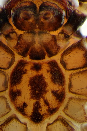Datei:Ozyptila brevipes 17-05-2014 Reeke f Sternum.jpg