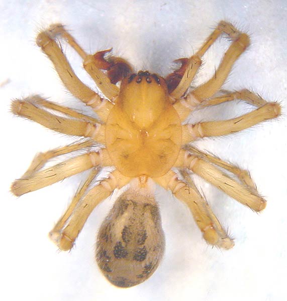 Datei:Amaurobius fenestralis 2 1024.jpg