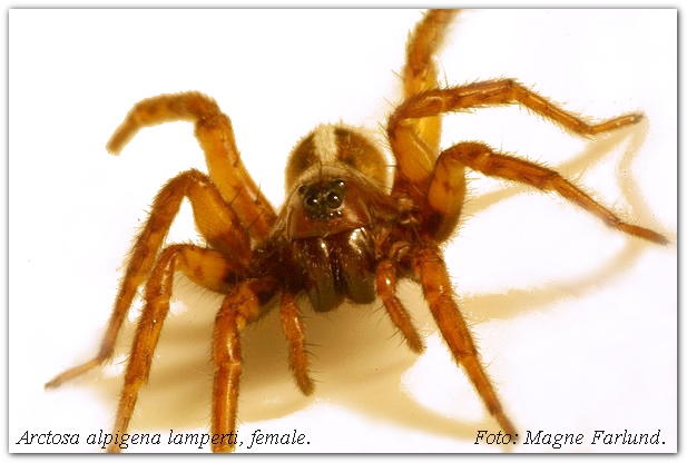 Datei:Arctosa alpigena lamperti MFarlund.jpg
