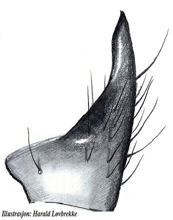 Datei:Gnaphosa leporina tibialapophyse HLovbrekke.jpg