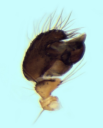 Datei:Nemoscolus laurae m pp3 3,83mm fuerteVentura POger.jpg