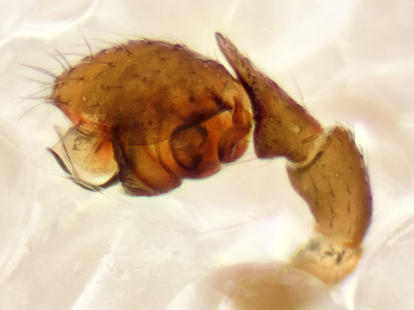 Datei:Pelecopsis parallela 2016-07-09 Raegelin BR m PediLinks.jpg