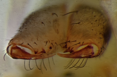 Datei:Tenuiphantes tenebricola NSG Pantener Moorweiher 27092014 fem Kieferklauen.jpg