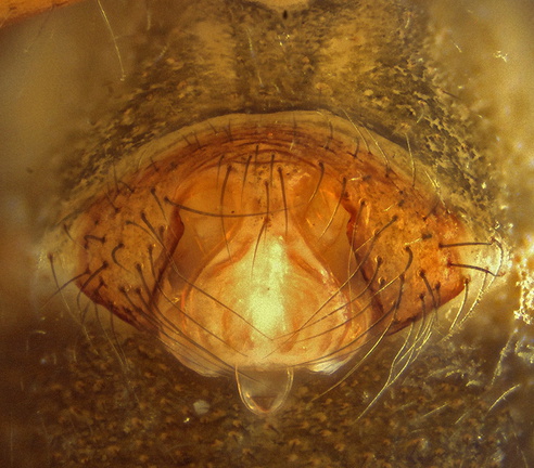 Datei:Troglohyphantes orpheus w epi 3,14mm inBuchenwald JasseDuPrintemps Fr 19Jul14 POger.jpg