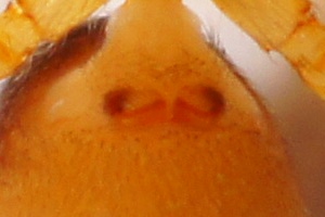 Datei:Zodarion pusio w 2,5mm Epigyne Ferienhaus UG Starigrad Paklenica Kroatien SSchmitz 08Jun14.JPG