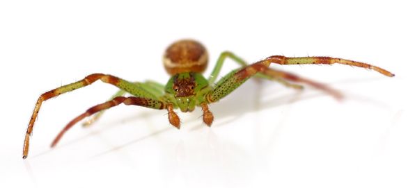 Datei:Diaea dorsata male 3.jpg