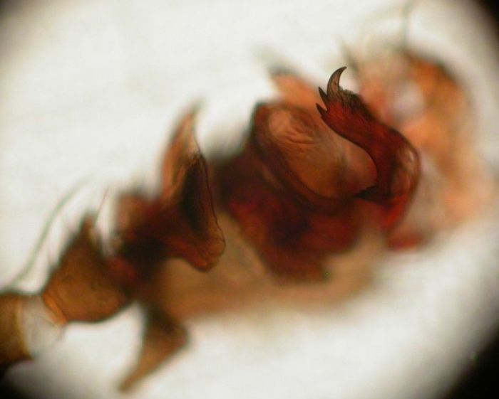 Datei:Meioneta gulosa m lamella 1,8mm Randastoylen 830m AFjellberg.jpg