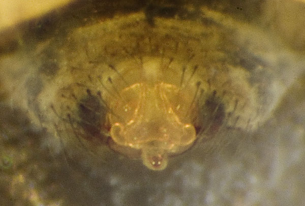 Datei:Tenuiphanthes-tenuis Ettersberg 09-06 02-Epig.jpg