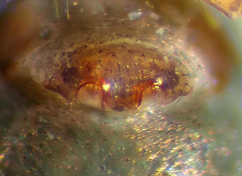 Datei:Agyneta rurestris 1.jpg