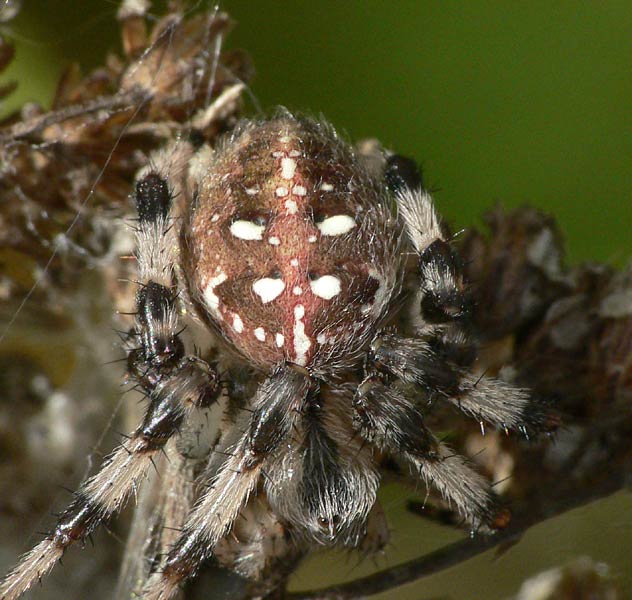 Datei:Araneus quadratus 13 1024.jpg
