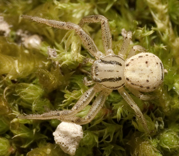 Datei:Erraticus Leutratal 04-2007 02.jpg