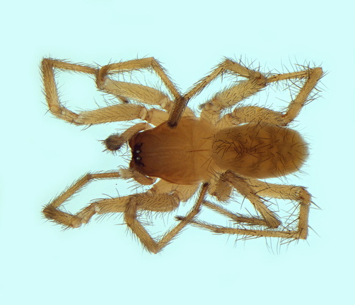 Datei:Devade indistincta m 3,16mm Flughafen Salzwerk Griechenland Naxos 23Jul14 POger.jpg