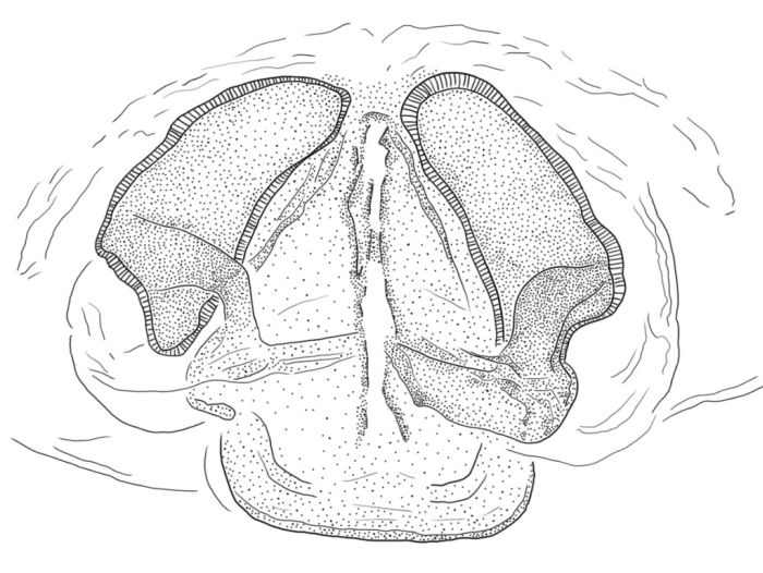 Datei:Diastanillus pecuarius vulva Norwegian Dovre Specimen KAakra.jpg