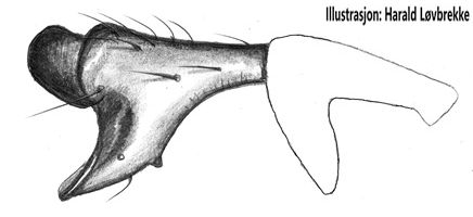 Datei:Erigone dentpalpis Palpentibia retrolateral HLovbrekke.jpg
