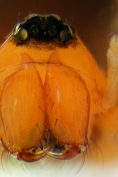 Datei:Trematocephalus cristatus fem Chelizeren frontal.jpg