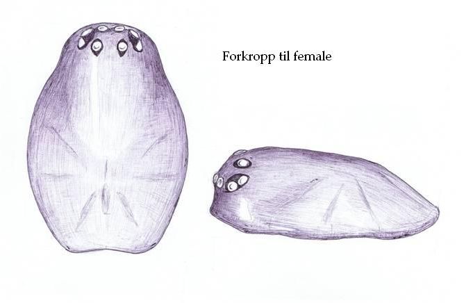 Datei:W. vigilax Prosoma HLovbrekke.jpg