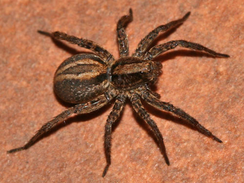 Datei:Alopecosa-pulverulenta Gertraud-Marschalek Weibchen.jpg