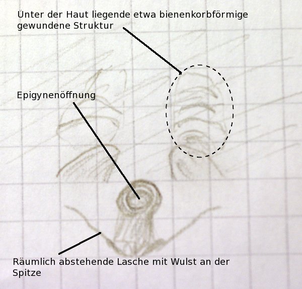 Datei:Robertus heydemanni-epi (Zeichnung)-17.05.10-420-4.jpg