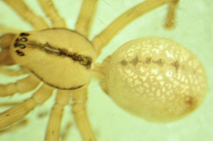 Datei:Stemonyphantes lineatus w 5-6mm Ering-Eglsee 26.Jul14 EMerches kl.jpg