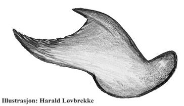Datei:Agyneta affinis lamella characteristica HLovbrekke.jpg
