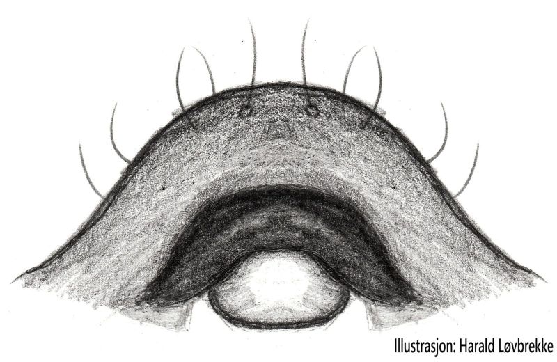 Datei:Aphileta misera Epigyne posterior view 3 HLovbrekke.jpg