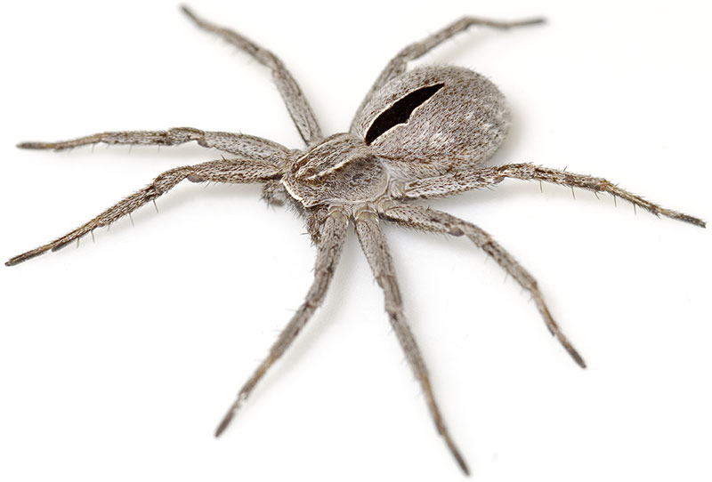 Datei:Formicaria Hufeisen 08-05 04.jpg